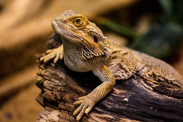 beardedDragon