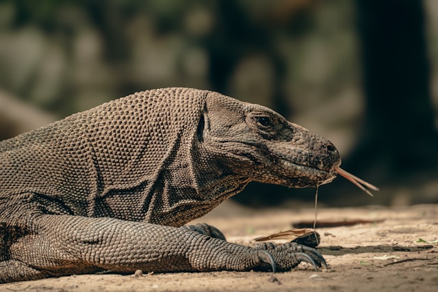 komodoDragon